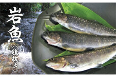 NI21206		西塚農場産 岩魚冷凍20尾(腹抜き)