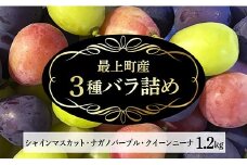 【予約返礼品】最上町産シャインマスカット・ナガノパープル・クイーンニーナ　バラ詰め1.2kg１箱