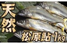 MA山形県小国川 【天然】 松原鮎