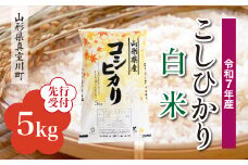 ＜令和7年産米先行受付＞ 真室川町産 こしひかり 【白米】 5kg （5kg×1袋）＜配送時期指定可＞