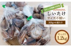 きのこ王国鮭川村産 ［しいたけ］ サイズ不揃い たっぷり1.2kg（300g×4袋入り）