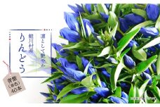 鮭川村産りんどう　青紫（単色）　40本