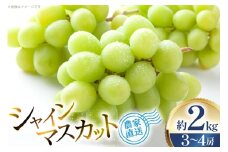 【期間限定発送】 シャインマスカット 3～4房 約2kg [安達敏幸 山形県 高畠町 tk06ays830001] 箱詰め フルーツ 果物 くだもの ぶどう ブドウ 葡萄 2キロ 甘い