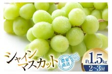 【期間限定発送】 シャインマスカット 2～3房 約1.5kg [安達敏幸 山形県 高畠町 tk06ays830000] 箱詰め フルーツ 果物 くだもの ぶどう ブドウ 葡萄 1.5キロ 甘い
