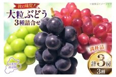 【期間限定発送】 大粒 ぶどう 3種 詰合せ シャインマスカット 1房 大粒ぶどう 2種 2房 計3房 [本田農園 山形県 高畠町 tk06ays820000] ぶどう ブドウ 葡萄 大粒 種なし 果物 くだもの フルーツ