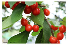 【期間限定発送】 さくらんぼ 食べ比べセット 2L サイズ バラ 紅秀峰 紅てまり 各 500g 計1kg [四釜昌和 山形県 高畠町 tk06ayt020000] サクランボ チェリー 果物 フルーツ くだもの