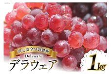 【期間限定発送】 デラウェア 1kg [大野農園 山形県 高畠町 tk06ayt050001] 種無し ぶどう ブドウ 葡萄 果物 フルーツ くだもの