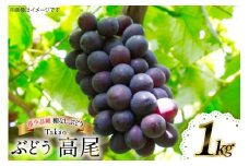 【期間限定発送】 ぶどう 高尾 1kg [大野農園 山形県 高畠町 tk06ayt050002] ブドウ 葡萄 大粒 果物 フルーツ くだもの