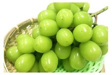 【期間限定発送】 シャインマスカット 1房 約700g [大野農園 山形県 高畠町 tk06ayt050003] ぶどう ブドウ 葡萄 マスカット 大粒 種なし 果物 フルーツ くだもの