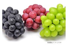 【期間限定発送】 ぶどう 3種 食べ比べ セット ( シャインマスカット ピオーネ クイーンニーナ マイハート クイーンセブン ) [四釜昌和 山形県 高畠町 tk06ayt020007] ぶどう ブドウ 葡萄 マスカット 大粒 種なし 果物 フルーツ くだもの