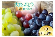 【期間限定発送】 ぶどう 3種 食べ比べ セット ( シャインマスカット ピオーネ クイーンニーナ マイハート クイーンセブン ) [四釜昌和 山形県 高畠町 tk06ayt020007] ぶどう ブドウ 葡萄 マスカット 大粒 種なし 果物 フルーツ くだもの