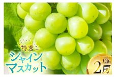 【期間限定発送】 シャインマスカット 特秀 2房 1.3kg [四釜昌和 山形県 高畠町 tk06ayt020005] ぶどう ブドウ 葡萄 マスカット 大粒 種なし 果物 フルーツ くだもの