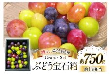 【期間限定発送】 ぶどう 詰め合わせ 種なしぶどうの宝石箱 約5種類  約750g [大野農園 山形県 高畠町 tk06ayt050000] ぶどう ブドウ 葡萄 マスカット 大粒 種なし 農家直送 数量限定 贈答 ギフト 果物 フルーツ くだもの