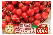 【期間限定発送】 さくらんぼ 置賜産 紅秀峰 特秀 2L～3L 500g 化粧箱入り [JA山形おきたま 山形県 高畠町 tk06ays870049] サクランボ チェリー 山形 果物 フルーツ くだもの