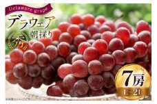 【期間限定発送】 ぶどう 朝採り デラウェア 秀 L～2L 7房 約 1kg [Ｈinataぶどう園 山形県 高畠町 tk06ayt190008] 種無し ブドウ 葡萄 くだもの 果物 フルーツ 産地直送 農家直送