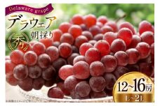 【期間限定発送】 ぶどう 朝採り デラウェア 秀 L～2L 12～16房 約 2kg [Ｈinataぶどう園 山形県 高畠町 tk06ayt190007] 種無し ブドウ 葡萄 くだもの 果物 フルーツ 産地直送 農家直送