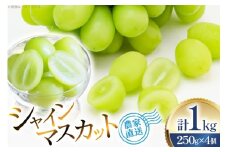 【期間限定発送】 シャインマスカット 粒 ジュエルボックス 250g 4個 計 1kg [安達敏幸 山形県 高畠町 tk06ays830008] 詰め合わせ 小分け フルーツ 果物 くだもの ぶどう ブドウ 葡萄 甘い