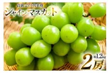 【期間限定発送】 シャインマスカット 2房 約1.2kg [安達敏幸 山形県 高畠町 tk06ays830004] 箱詰め フルーツ 果物 くだもの ぶどう ブドウ 葡萄 1.2キロ 甘い