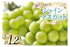 【クリスマスまでの限定発送】 シャインマスカット 訳あり 2房 1.2kg [田制農園 山形県 高畠町 tk06ayt230000] ぶどう ブドウ 葡萄 マスカット フルーツ 果物 くだもの 産地直送 農家直送