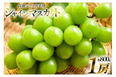 【期間限定発送】 シャインマスカット 1房 約800g [安達敏幸 山形県 高畠町 tk06ays830002] 箱詰め フルーツ 果物 くだもの ぶどう ブドウ 葡萄 甘い