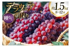 【期間限定発送】 ぶどう デラウェア 8～12房 約 1.5kg 朝採り [oboco grapes 山形県 高畠町 tk06ayt250002] 個包装 種無し ブドウ 葡萄 くだもの 果物 フルーツ 産地直送 農家直送
