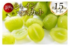 【期間限定発送】 シャインマスカット 訳あり 3～5房 約1.5kg [oboco grapes 山形県 高畠町 tk06ayt250004] ぶどう ブドウ 葡萄 ご家庭用 フルーツ 果物 くだもの 1.5キロ 甘い
