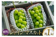 【期間限定発送】 シャインマスカット 2房 1kg 以上 朝採り [oboco grapes 山形県 高畠町 tk06ayt250003] ぶどう ブドウ 葡萄 フルーツ 果物 くだもの 1キロ 甘い