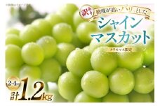 【クリスマスまでの限定発送】 シャインマスカット 訳あり 2～4房 1.2kg [田制農園 山形県 高畠町 tk06ayt230002] ぶどう ブドウ 葡萄 マスカット フルーツ 果物 くだもの 産地直送 農家直送