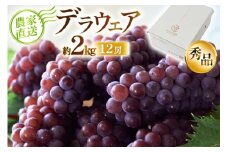 【期間限定発送】 デラウェア 秀品 12房 約2kg [相良果樹園 山形県 高畠町 tk06ayt350001] 贈答用 個包装 種無し ブドウ 葡萄 産地直送 農家直送 フルーツ 果物 くだもの