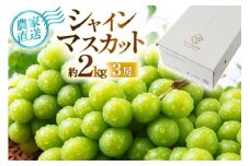 【期間限定発送】 シャインマスカット 3房 約2kg [相良果樹園 山形県 高畠町 tk06ayt350004] ぶどう ブドウ 葡萄 マスカット 大粒 種なし 高級 くだもの 果物 フルーツ 秋果実 産地直送 農家直送 数量限定 果物 フルーツ くだもの