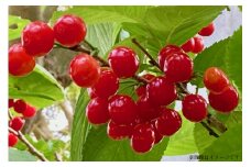 【期間限定発送】 さくらんぼ 高畠町産 紅王 特秀 3L 以上 500g [JA山形おきたま 山形県 高畠町 tk06ays870052] サクランボ チェリー 山形 果物 フルーツ くだもの