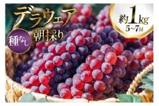 【期間限定発送】 ぶどう デラウェア 5～7房 約 1kg 朝採り [oboco grapes 山形県 高畠町 tk06ayt250000] 個包装 種無し ブドウ 葡萄 くだもの 果物 フルーツ 産地直送 農家直送