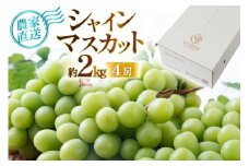 【期間限定発送】 シャインマスカット 箱 満杯詰め 4房 約2kg [相良果樹園 山形県 高畠町 tk06ayt350005] 個包装 ぶどう ブドウ 葡萄 マスカット 大粒 種なし 高級 くだもの 果物 フルーツ ご自宅用 訳あり品 規格外 農家支援品