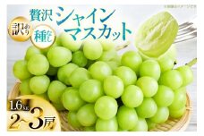 【期間限定発送】 シャインマスカット 訳あり 贅沢ボリューム セット 2～3房 1.6kg [Yamagenフルーツガーデンレコルト 山形県 高畠町 tk06ayt380002] ご家庭用 ぶどう ブドウ 葡萄 フルーツ 果物 くだもの 1.6キロ 甘い