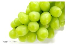 【期間限定発送】 シャインマスカット Aランク 6～9房 4.8kg [田制農園 山形県 高畠町 tk06ayt230004] ぶどう ブドウ 葡萄 マスカット フルーツ 果物 くだもの 産地直送 農家直送