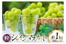 【期間限定発送】 シャインマスカット 粒 500g 2パック 約 1kg [oboco grapes 山形県 高畠町 tk06ayt250005] ぶどう ブドウ 葡萄 フルーツ 果物 くだもの 1キロ 甘い