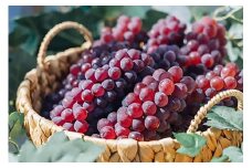 【期間限定発送】 ぶどう デラウェア 10～14房 約 2kg 朝採れ [oboco grapes 山形県 高畠町 tk06ayt250007] 個包装 種無し ブドウ 葡萄 くだもの 果物 フルーツ 産地直送 農家直送