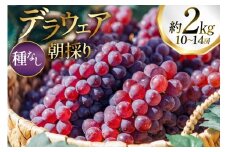 【期間限定発送】 ぶどう デラウェア 10～14房 約 2kg 朝採れ [oboco grapes 山形県 高畠町 tk06ayt250007] 個包装 種無し ブドウ 葡萄 くだもの 果物 フルーツ 産地直送 農家直送