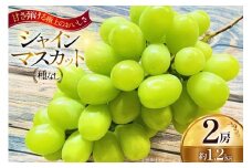 【期間限定発送】 シャインマスカット 2房 約1.2kg [Ｈinataぶどう園 山形県 高畠町 tk06ayt190011] フルーツ 果物 くだもの ぶどう ブドウ 葡萄 種なし 1.2キロ 甘い