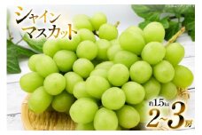 【期間限定発送】 シャインマスカット 2〜3房 約 1.5kg [いわた果樹園 山形県 高畠町 tk06ayt400001] ぶどう ブドウ 葡萄 フルーツ 果物 くだもの 1.5キロ 甘い