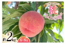 【期間限定発送】 桃 さくら 白桃 2kg (6〜8玉) [東城農園 山形県 高畠町 tk06ayt370001] もも モモ 果物 くだもの フルーツ 冷蔵