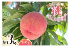 【期間限定発送】 桃 さくら 白桃 3kg (7〜9玉) [東城農園 山形県 高畠町 tk06ayt370000] もも モモ 果物 くだもの フルーツ 冷蔵