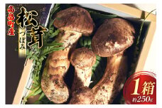 【期間限定発送】 松茸 つぼみ 詰め合わせ 1箱 約250g (3〜5本入) [フレッシュマートたねや 山形県 高畠町 tk06ays880001] きのこ キノコ まつたけ 国産 天然 山の幸 ご飯 土瓶蒸し 松茸ご飯