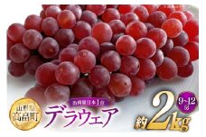 【期間限定発送】 ぶどう 高畠町産 デラウェア 9～12房 約 2kg [JA山形おきたま 山形県 高畠町 tk06ays870043] 種無し ブドウ 葡萄 くだもの 果物 フルーツ 産地直送