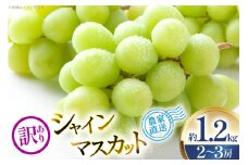 【2026年発送】 シャインマスカット 訳あり 2～3房 約1.2kg [安達敏幸 山形県 高畠町 tk06ays830003] 箱詰め フルーツ 果物 くだもの ぶどう ブドウ 葡萄 1.2キロ 甘い