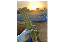 ＜令和6年産＞先行受付!春芽アスパラガス約1kg(L～2Lサイズ 25～45本前後)【1470202】