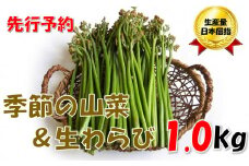 【先行予約・数量限定】採れたて山菜セット　生わらび（1kg×1束）+　季節の山菜2～3品　（R7.5月～）