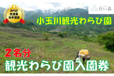 小玉川観光わらび園入園券（２名様分）