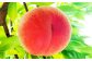 豊かな自然で、園主が愛情を注ぎ込んだ桃（赤桃） 2kg 約6～11玉
