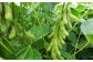 枝豆 （神風香） 1kg 山形県産 【2025年8月上旬に順次発送予定】